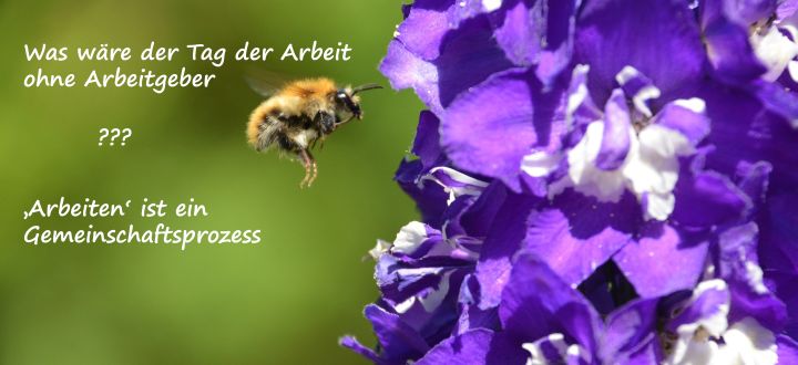 -Tag der Arbeit - Biene sammelt Honig bei einer lila Blüte