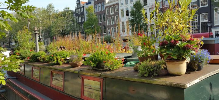 -Urban gardening auf einem Boot in Amsterdam