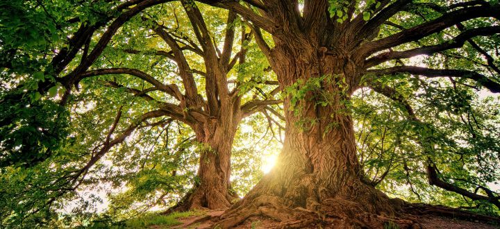 -Großer mächtiger Baum