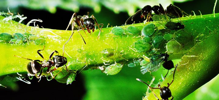 -Ameisen bei der Arbeit - Blattläuse melken