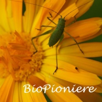 Von BioPionieren, Biomilch und Freundschaft-BioPinoniere, Heuhupfer auf Ringelblume