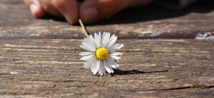 -Crowdfunding Tipps1 Gänseblümchen