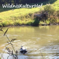-WildnisKulturHof, Jamie, der Hund, im Wasserretentionsbecken
