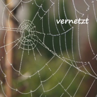 -Spinnennetz mit Regentropfen - vernetzt