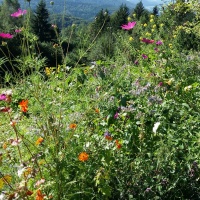 Üppige Permakultur-Beete-Üppige Permakultur-Beete